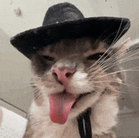Cat Hat GIF