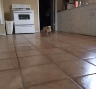 SWIGGITY SWOOTY GIF