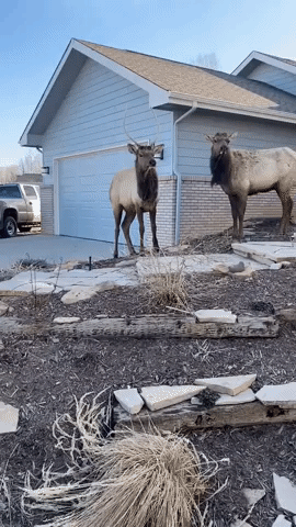 Elk Take Over Suburban Colorado Street