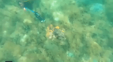'Let Her Kiss You': Friendly Octopus Embraces Free Diver