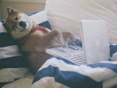 Capibara programando