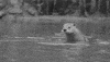 Otter GIF