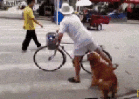 All Aboard Dog GIF