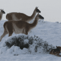 Mountain Lion Snow GIF by Nature Is Metal