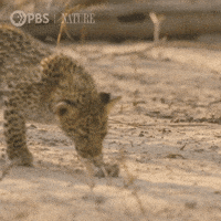 Big Cat Baby GIF by Nature on PBS