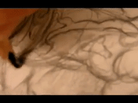 animation studio GIF by Alex Boya