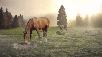 The Wide Open Range