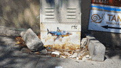 Street Shark GIF by Kaybid
