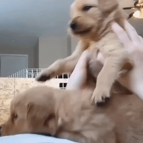 puppies pile GIF