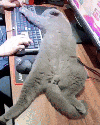 Sleepy Cat GIF by JustViral