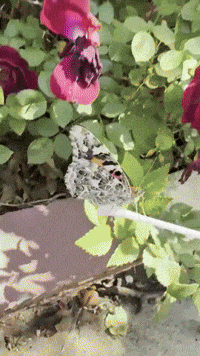 outofluck_club love life flowers butterfly GIF