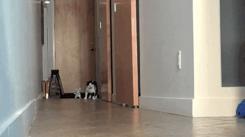 kitty taking GIF