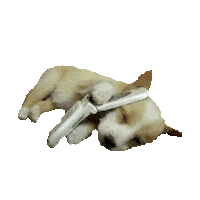 dog phone STICKER by imoji