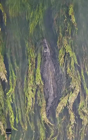 Drone Footage Captures Large Crocodile Swimming Gracefully in Western Australia