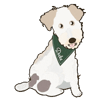 noelledowning dog wtf puppy duke Sticker