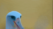 Bird Talking GIF by PBS