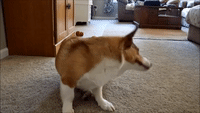 Cute Corgi Itches His Face and Howls