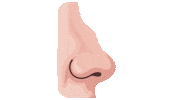 drpauloigor rinoplastia drpaulo otoplastia rinoplasty Sticker
