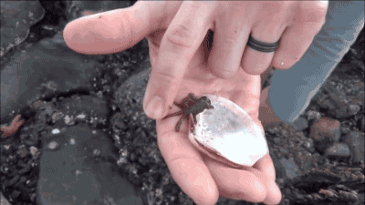 octopus GIF