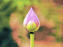Flower Blooming GIF