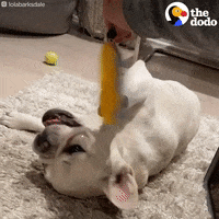 Dog GIF by The Dodo