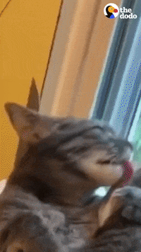 Cat GIF by The Dodo