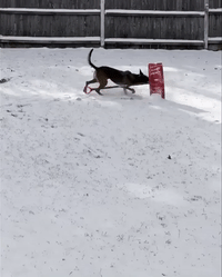 Dog Attempts to Shovel Snow
