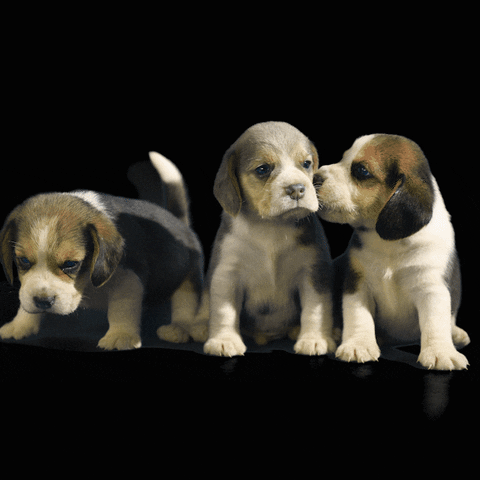 JumpConsulting cute puppies pet business jump consulting GIF