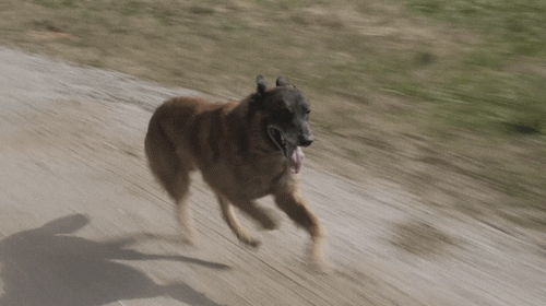 Dog Twd GIF by The Walking Dead