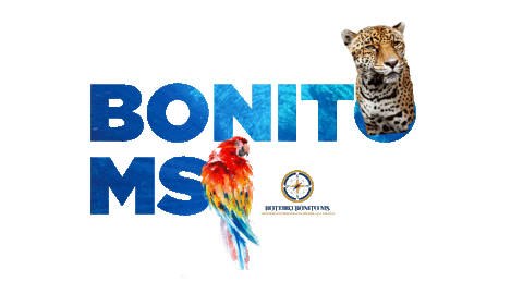 roteirobonitoms giphyupload animal mergulho arara Sticker