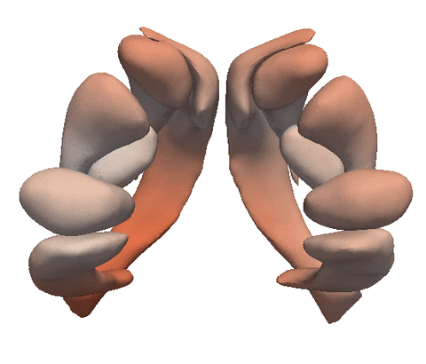 shape GIF