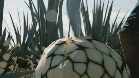 mexico tequila GIF