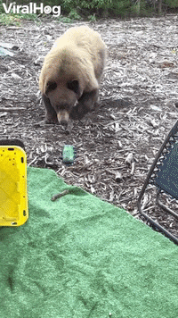 Raiding Bear Leaves Slobbery Sugar For Campers GIF by ViralHog