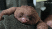 sloth sin GIF