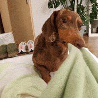 Dog Hund GIF by University of Mannheim – Universität Mannheim