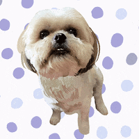 Cute Dog GIF