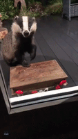 'Nosy' Badger Knocks on Door Looking for Food