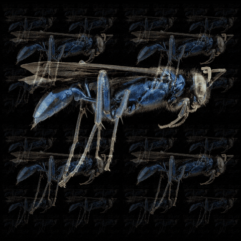 balazsvarga giphyupload loop blue fly GIF