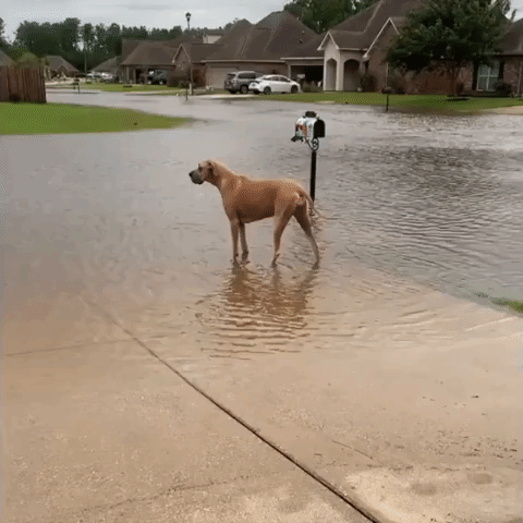 Huge Dog Drinks From Louisiana Floodwaters After Storm Ida Hits