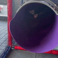 Slide In GIF