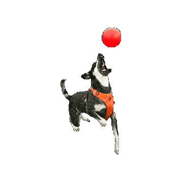 Dog Toy Sticker by Jolly Pets