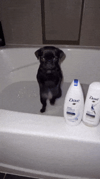 Dancing Dog GIF by PineBill