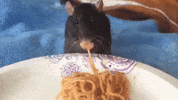 ratatouille lives GIF