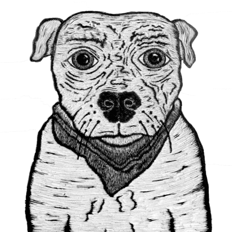 pit bull dog Sticker by dylanreitz