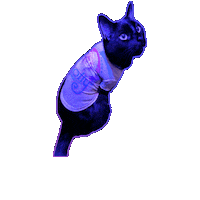 Black Cat Sticker by Rod Kim