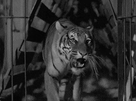 classic film tiger GIF by Warner Archive