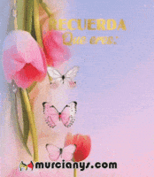 Flores Recuerda GIF by Murcianys LLC