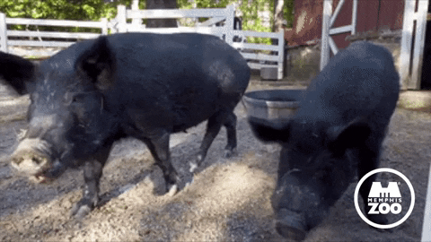 Hungry Food GIF by Memphis Zoo