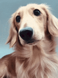 longboydashy dog dachshund sausage dog miniature dachshund GIF