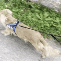 Dachshund Dash GIF